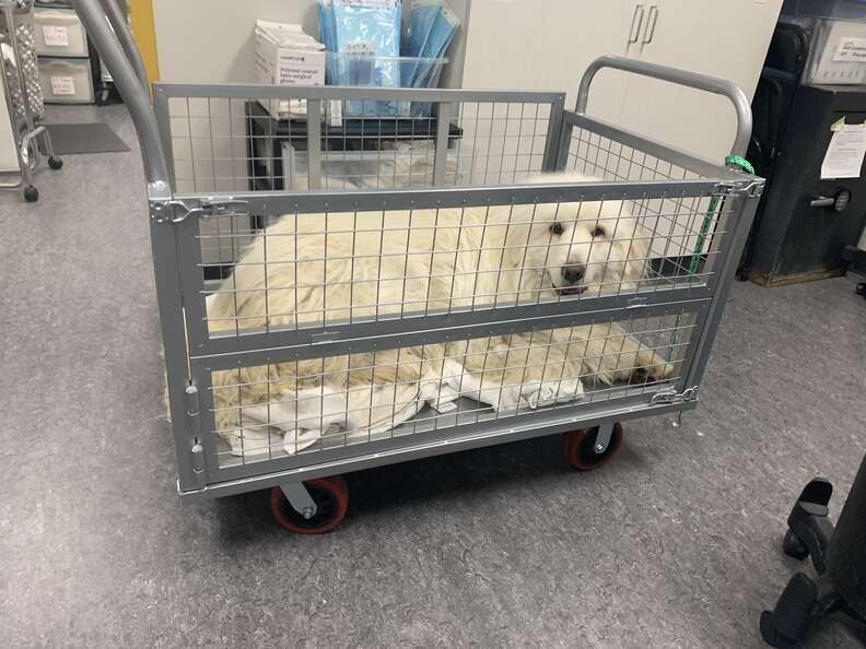 Inspiring Journey of a Shelter Dog Overcoming His Fear of Floors and Finding a Loving Home