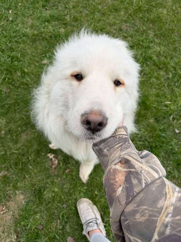 Inspiring Journey of a Shelter Dog Overcoming His Fear of Floors and Finding a Loving Home