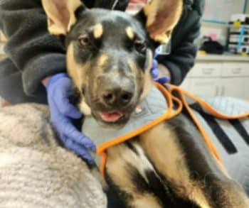 Inspiring Journey of Resilience and Love as Rescue Dog Makes Heartwarming Graduation Appearance at Iowa State University
