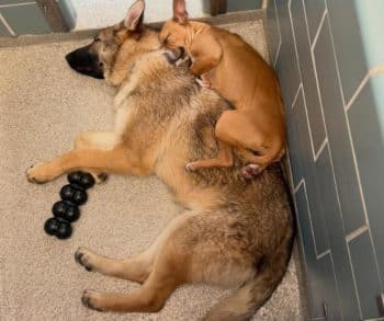 Inspiring Journey of Unbreakable Bond Between Two Rescued Dogs Near a Chicago Rail Line