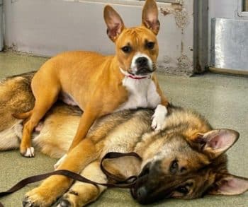 Inspiring Journey of Unbreakable Bond Between Two Rescued Dogs Near a Chicago Rail Line