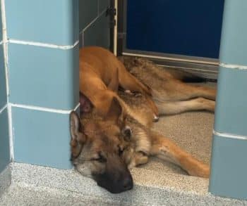 Inspiring Journey of Unbreakable Bond Between Two Rescued Dogs Near a Chicago Rail Line