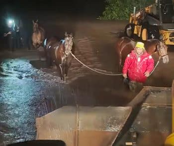 Overcoming Nature's Fury A Heartfelt Midnight Rescue of 15 Horses from Floodwaters