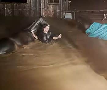 Overcoming Nature's Fury A Heartfelt Midnight Rescue of 15 Horses from Floodwaters