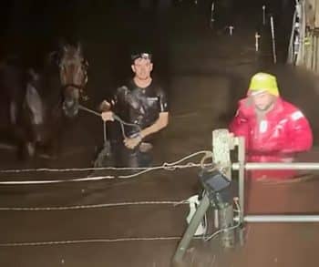 Overcoming Nature's Fury A Heartfelt Midnight Rescue of 15 Horses from Floodwaters