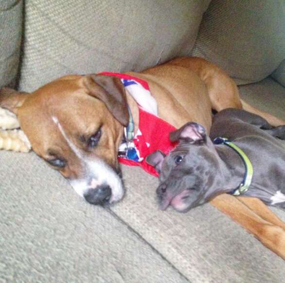 Rescue Dog Overcomes Deep Fears Thanks To His Playful Little Brother Who Changed Everything