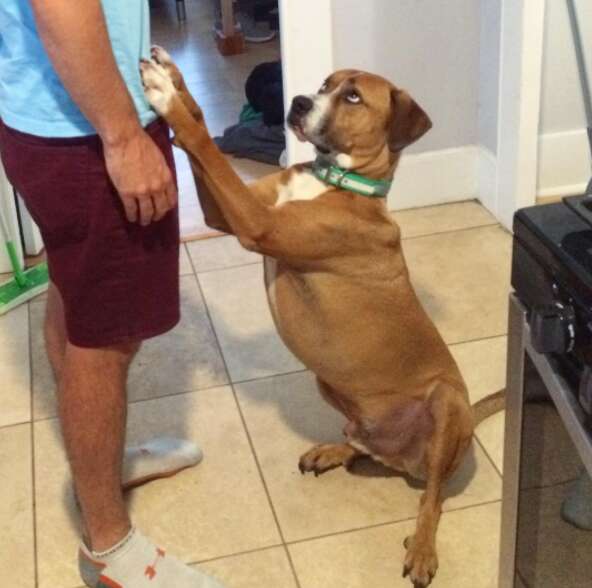 Rescue Dog Overcomes Deep Fears Thanks To His Playful Little Brother Who Changed Everything