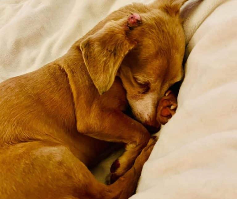 Rescue from Isolation A Heartwarming Journey of an Abandoned Dog Found Alive After a Month in an SUV