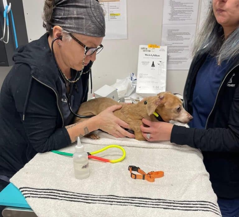 Rescue from Isolation A Heartwarming Journey of an Abandoned Dog Found Alive After a Month in an SUV