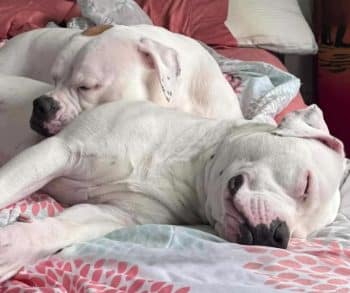 The Heartwarming Journey of Miley and Tucker From Stray Dogs to Loving Companions