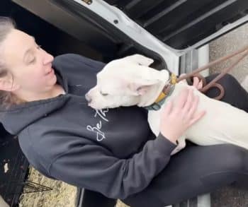 The Heartwarming Journey of Miley and Tucker From Stray Dogs to Loving Companions