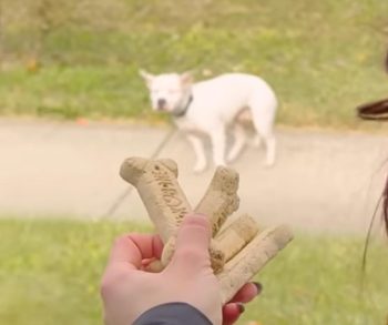 The Heartwarming Journey of Miley and Tucker From Stray Dogs to Loving Companions