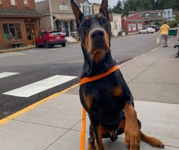 The Heartwarming Tale of a Medical Service Dog Who Protects His Owner While Captivating Hearts Online