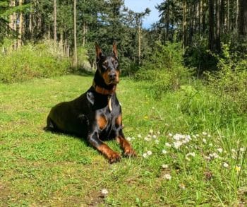 The Heartwarming Tale of a Medical Service Dog Who Protects His Owner While Captivating Hearts Online