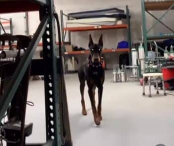 The Heartwarming Tale of a Medical Service Dog Who Protects His Owner While Captivating Hearts Online