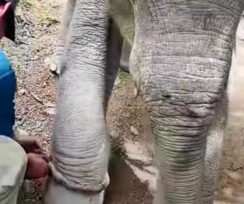 The Inspiring Journey of a Chained Baby Elephant Taking His First Steps Toward a Joyful Freedom