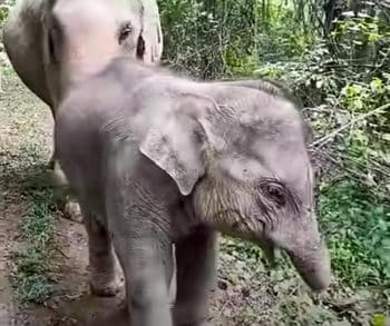 The Inspiring Journey of a Chained Baby Elephant Taking His First Steps Toward a Joyful Freedom