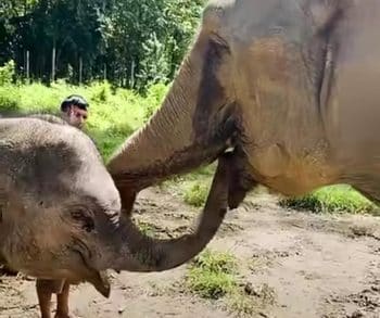 The Inspiring Journey of a Chained Baby Elephant Taking His First Steps Toward a Joyful Freedom