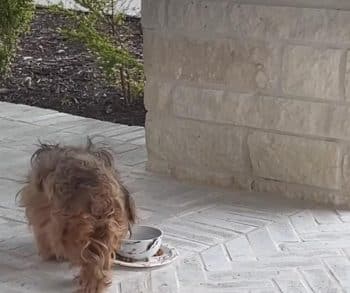 Transformative Journey of a Fearful Stray Dog Who Found Love and Belonging with a Caring Family