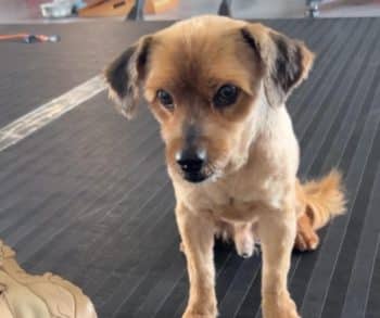 Transformative Journey of a Fearful Stray Dog Who Found Love and Belonging with a Caring Family