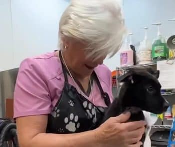 Transforming Lives of Abandoned Puppies Through Their First Heartwarming Bath Experience