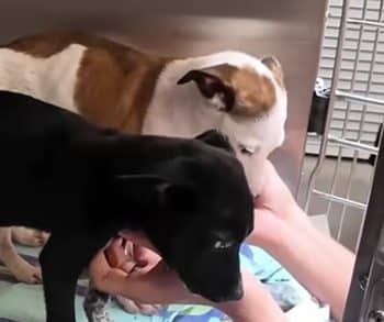Transforming Lives of Abandoned Puppies Through Their First Heartwarming Bath Experience