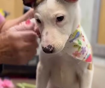 Transforming Lives of Abandoned Puppies Through Their First Heartwarming Bath Experience