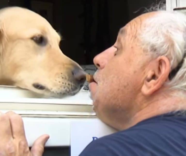 A Golden Retriever Spreading Joy Through Heartwarming Kisses and Unforgettable Community Connections