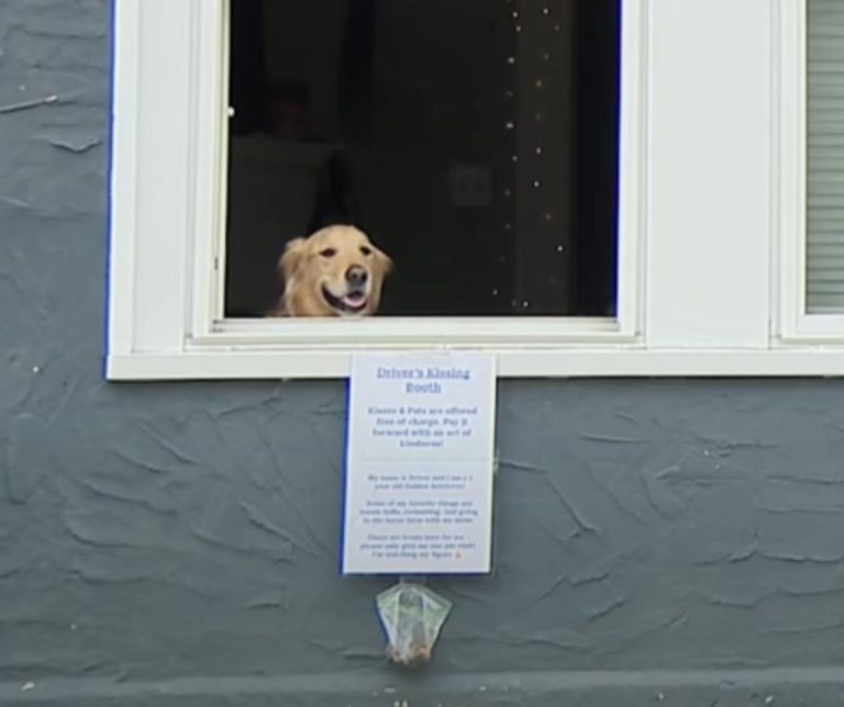 A Golden Retriever Spreading Joy Through Heartwarming Kisses and Unforgettable Community Connections