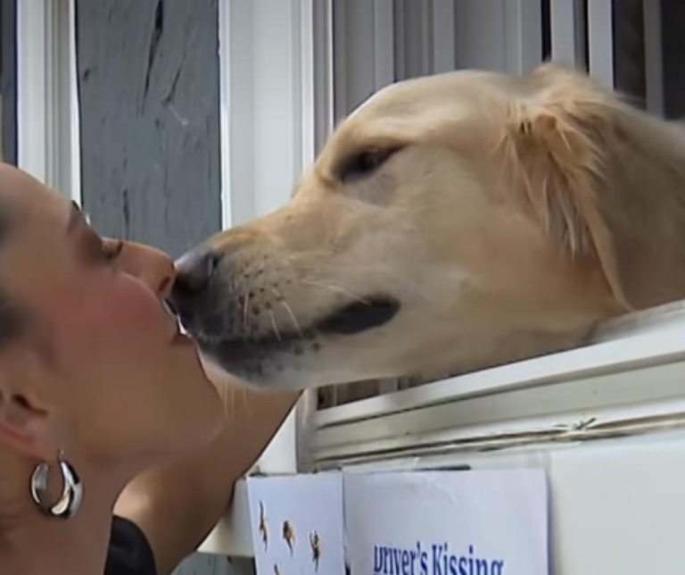 A Golden Retriever Spreading Joy Through Heartwarming Kisses and Unforgettable Community Connections