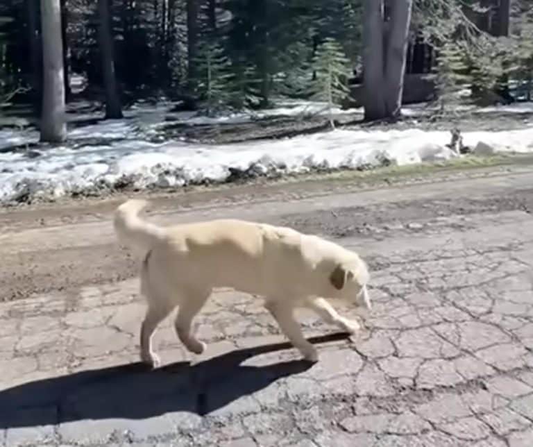 A Heartwarming Journey of Recovery Triumphing Over Adversity in a Dog's Fight for Life