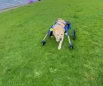 A Heartwarming Journey of Recovery Triumphing Over Adversity in a Dog's Fight for Life