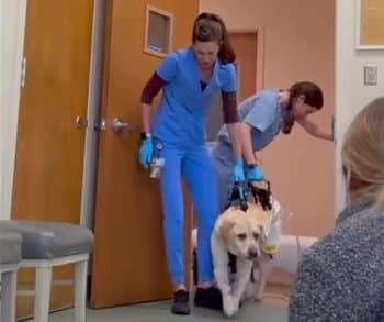 A Heartwarming Journey of Recovery Triumphing Over Adversity in a Dog's Fight for Life