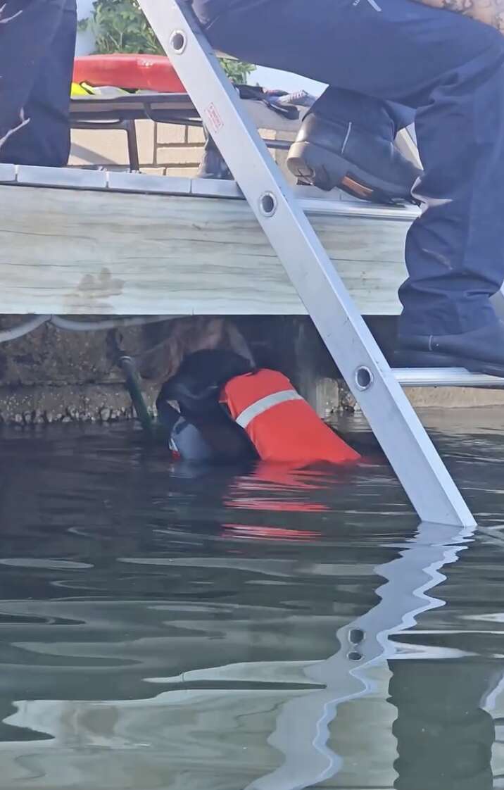 A Heartwarming Rescue Story of Firefighters Saving an Unexpected Coyote From Drowning in Florida Lake
