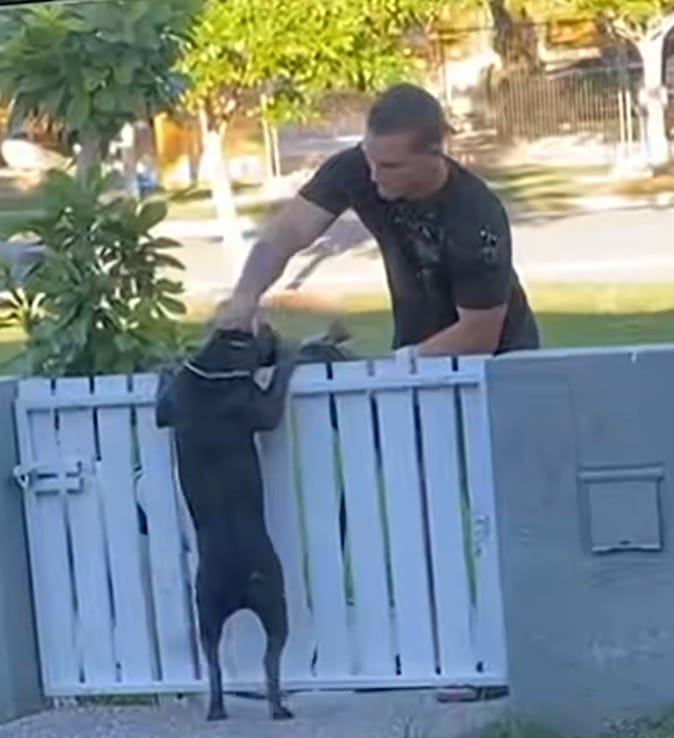 A Heartwarming Tale of a Dog Named Tubs Who Fills the Neighborhood with Joy Every Afternoon