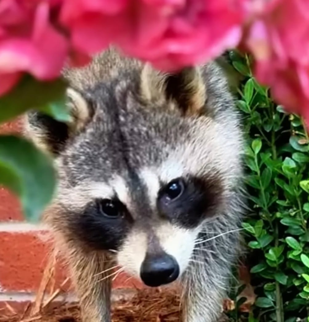 A Heartwarming Tale of Friendship Between a Resilient Raccoon and a Playful Puppy That Defied All Odds