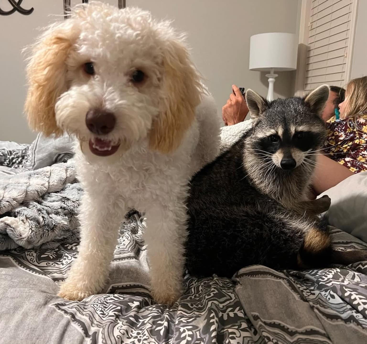 A Heartwarming Tale of Friendship Between a Resilient Raccoon and a Playful Puppy That Defied All Odds