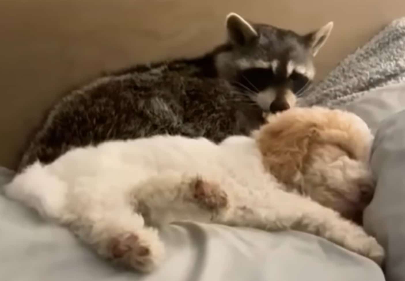A Heartwarming Tale of Friendship Between a Resilient Raccoon and a Playful Puppy That Defied All Odds