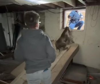 Abandoned Dog Found Trapped in Dark Basement Escapes to a Life of Love and Happiness