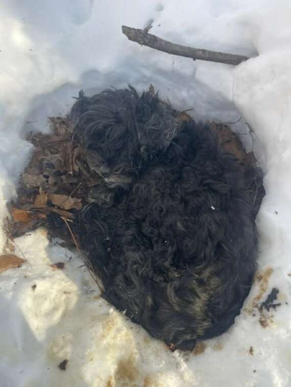 An Incredible Tale of Survival and Friendship as a Dog Rescues a Stranded Pup from the Snow