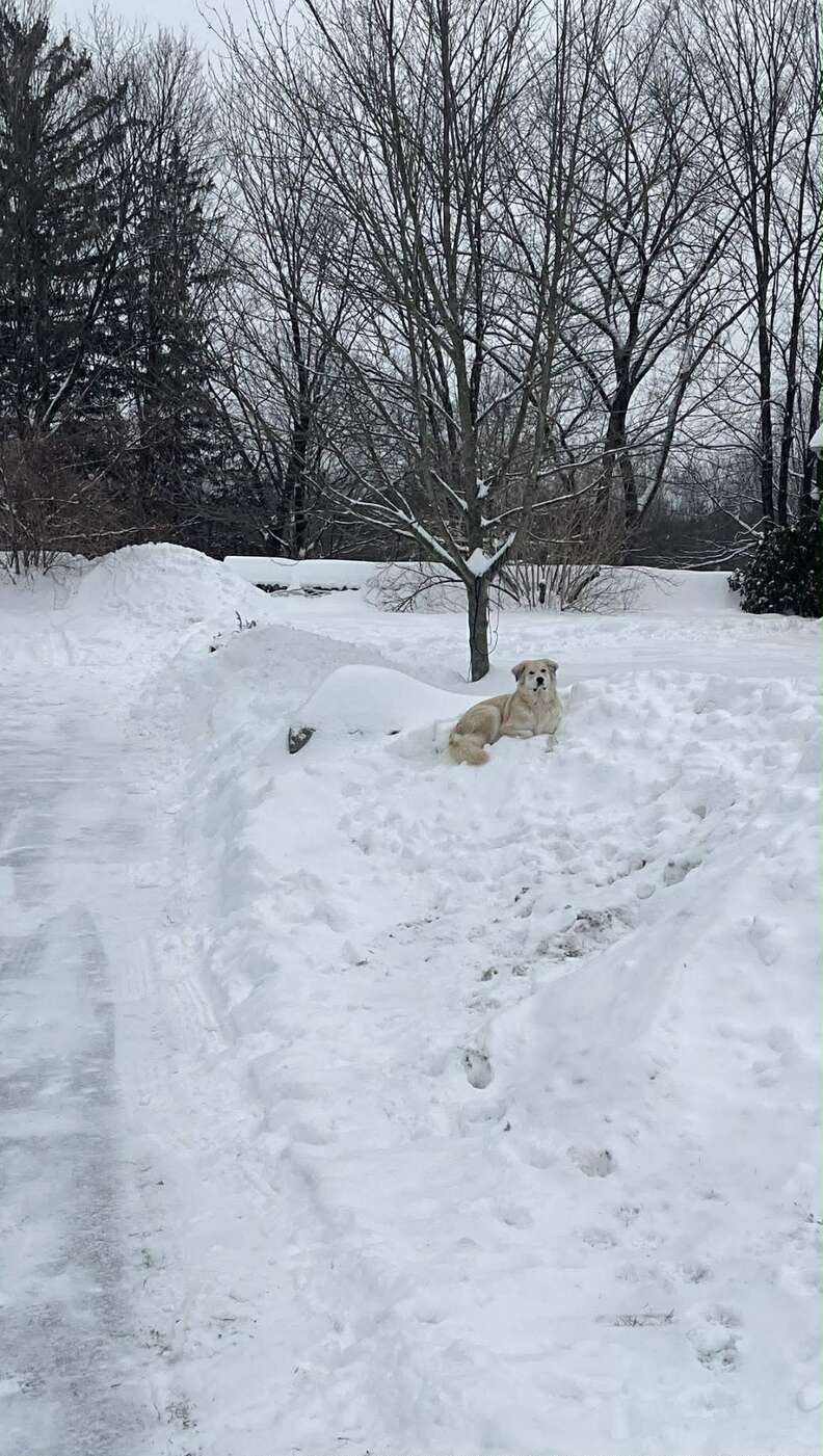 An Incredible Tale of Survival and Friendship as a Dog Rescues a Stranded Pup from the Snow