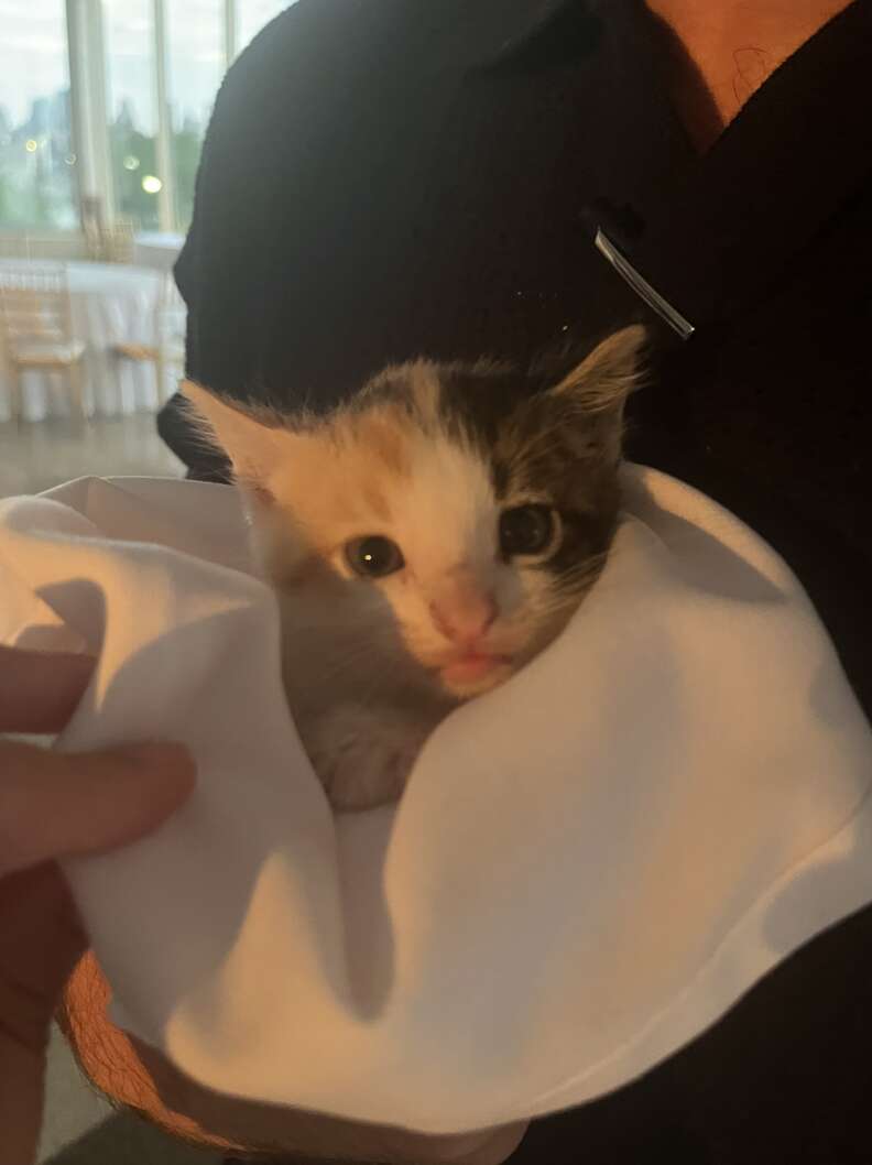 Couple Visits Wedding Venue in Brooklyn and Unexpectedly Welcomes a Beloved Calico Kitten Into Their Family