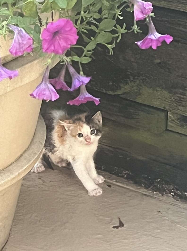 Couple Visits Wedding Venue in Brooklyn and Unexpectedly Welcomes a Beloved Calico Kitten Into Their Family