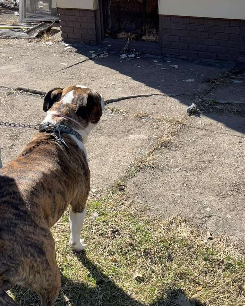 Courage in Crisis as Man and His Dog Brave a House Fire to Save Lives of an Elderly Woman and Her Pet