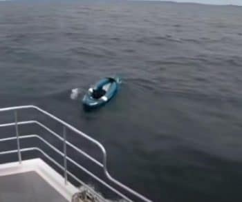 Daring Rescue of a German Shepherd Swept Away to Sea on an Inflatable Kayak Highlights the Power of Hope and Determination