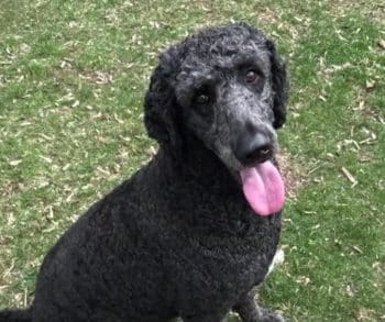 Devoted Poodle Saves Owner From Fiery Destruction Turning Tragedy Into a Tale of Survival and Love