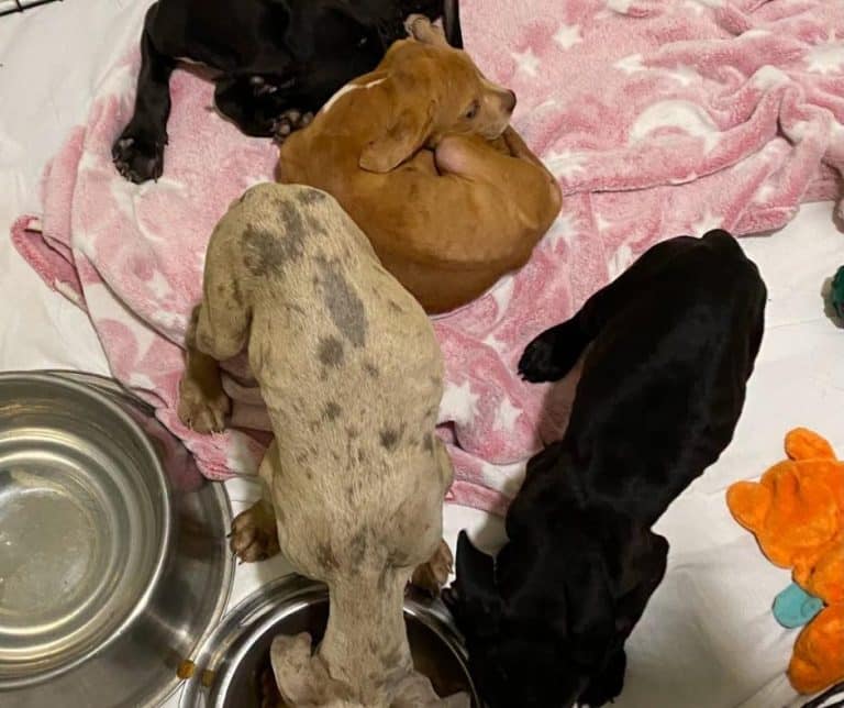 Eleven Abandoned Puppies in Florida Transform Their Fate Through Compassion and Hope