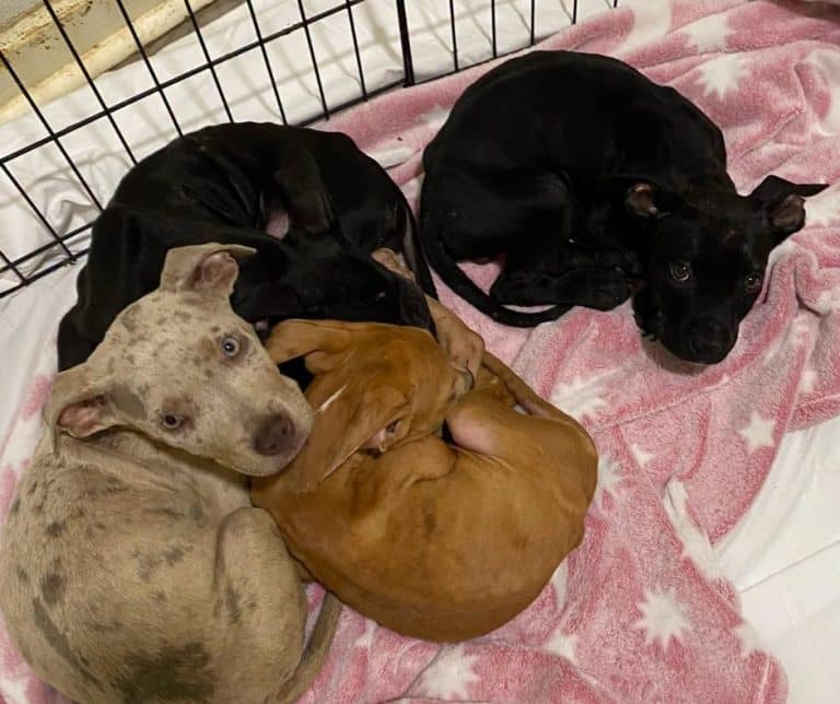 Eleven Abandoned Puppies in Florida Transform Their Fate Through Compassion and Hope