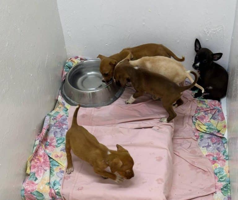 Eleven Abandoned Puppies in Florida Transform Their Fate Through Compassion and Hope