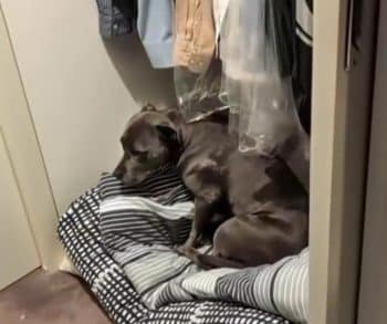 Every Night at Eight This Adorable Dog Shares a Heartwarming Bedtime Routine That Will Melt Your Heart